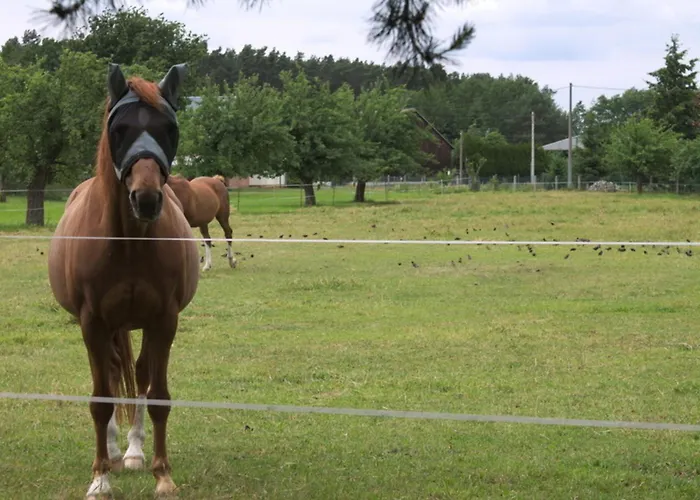 Spreewaelder Schwalbenhof - 